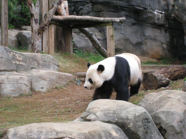 pandaatl4.jpg