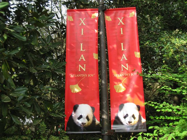 pandaatl5.jpg